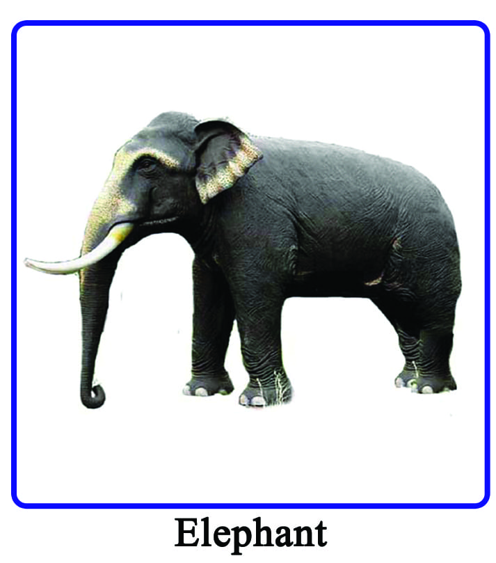 UNITED ELEPHANT